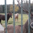 Chodovsk� Hu�,